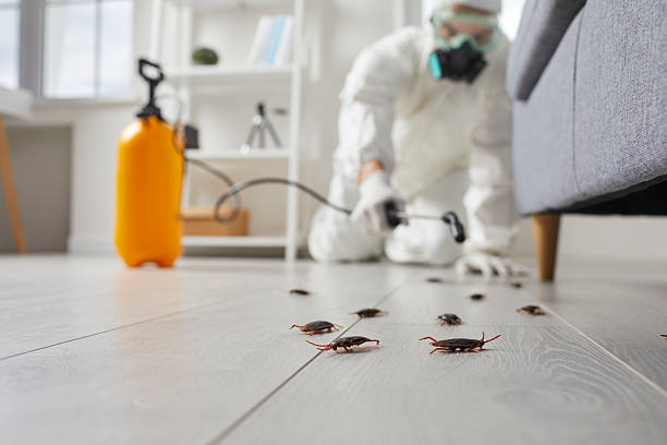 Commercial Rodent Management in Miles